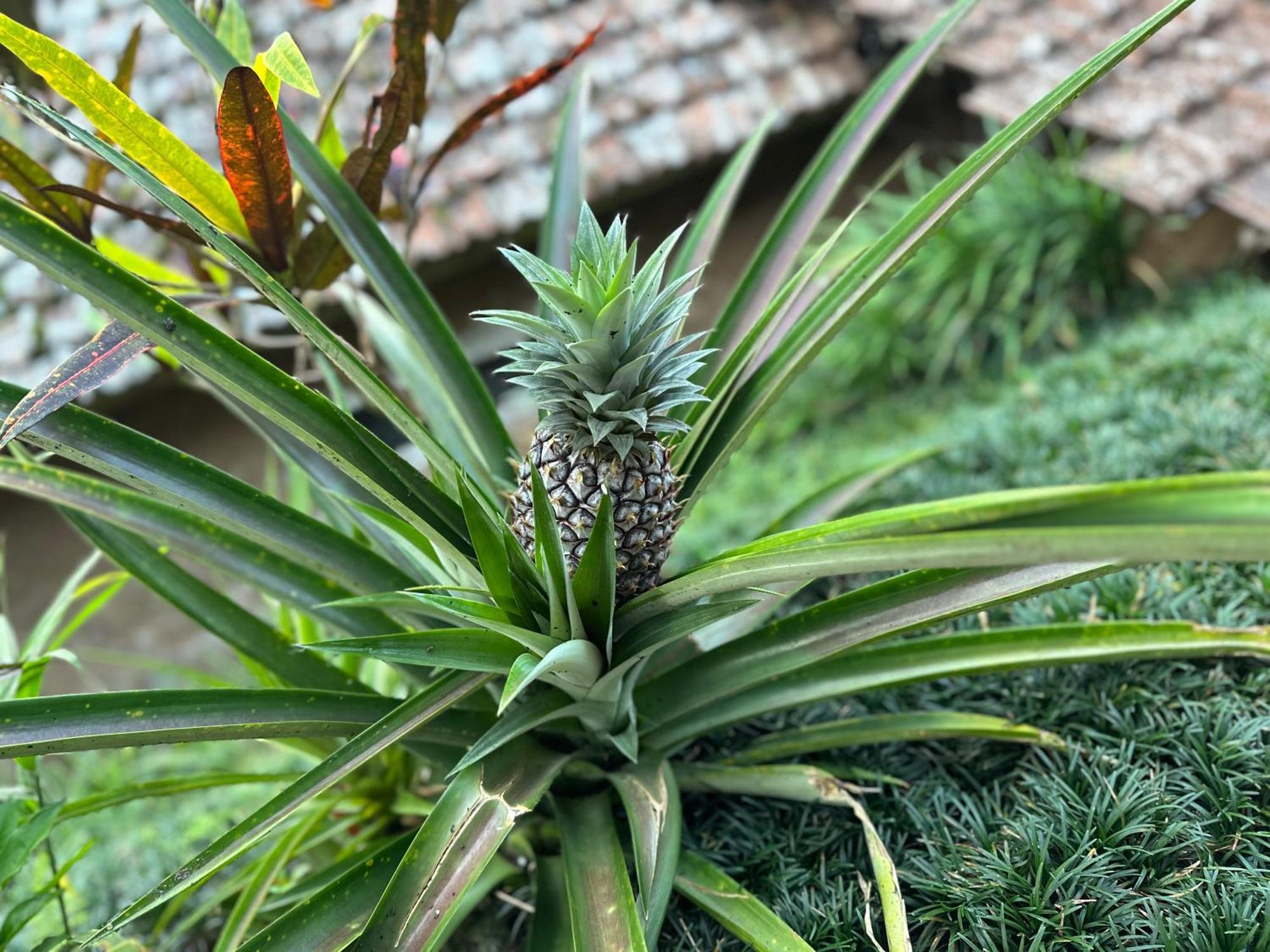 Oemah Tepi Sawah Villa Jatiluwih Buitenkant foto